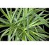 Photo Wallpaper Palm green AS Creation DD109150 2
