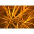 Photo Wallpaper Palm brown yellow AS Creation DD109155 2