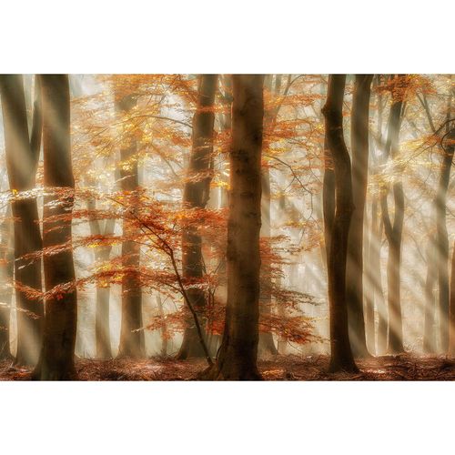 Photo Wallpaper Forest Sunrays brown DD109275