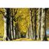 Photo Wallpaper Tree Avenue brown cream DD109280 2
