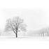 Photo Wallpaper Tree Winter brown white DD109290 2
