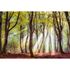 Photo Wallpaper Forest Glade brown yellow DD109295 2