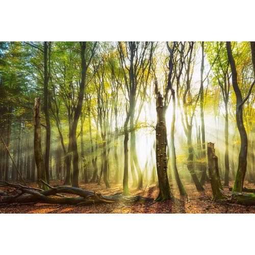 Photo Wallpaper Forest Glade brown yellow DD109300