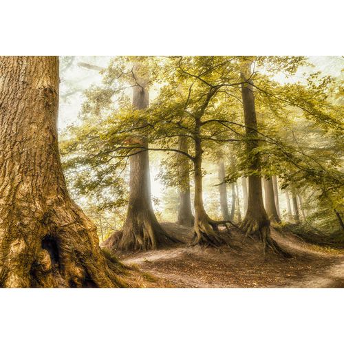Photo Wallpaper Deciduous Trees beige brown DD109310