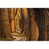 Photo Wallpaper Trees Path brown orange DD109315 2