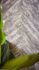 Non-Woven Wallpaper Rasch Stripes Fishbone grey 617528 3