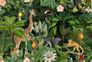 Photo Wallpaper Non-Woven Animals Jungle green colourful 2