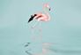 Photo Wallpaper Non-Woven Flamingo Water blue pink 2