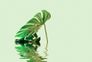 Photo Wallpaper Non-Woven Monstera Leave Water green 2