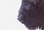 Photo Wallpaper Non-Woven Buffalo Animal Nature black 2