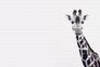 Photo Wallpaper Non-Woven Giraffe Nature white black 2