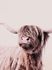 Photo Wallpaper Highland Beef Nature brown 2