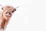 Photo Wallpaper Non-Woven Highland Beef Nature beige 2