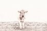 Photo Wallpaper Non-Woven Highland Calf Nature white 2