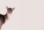 Photo Wallpaper Non-Woven Reindeer Nature brown beige 2