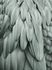 Photo Wallpaper Non-Woven Feathers Nature green grey 2