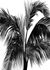 Photo Wallpaper Non-Woven Palms Nature black white 2