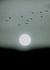 Photo Wallpaper Non-Woven Moon Birds Winter grey white 2