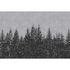 Picture Photo Wallpaper Non-Woven Forest Trees grey black 2