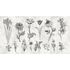 Picture Photo Wallpaper Non-Woven Herbs Flowers grey black 2