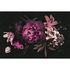 Picture Photo Wallpaper Non-Woven Rose Flower pink black 2
