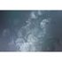 Picture Photo Wallpaper Non-Woven Flowers Checked blue 2