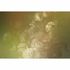 Picture Photo Wallpaper Non-Woven Flowers Checked yellow 2