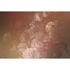 Picture Photo Wallpaper Non-Woven Flowers Checked pink red 2