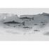 Image Photo Wallpaper Non-Woven Fishes Sea grey 2