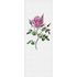 Image Photo Wallpaper Panel Non-Woven Rose Structure grey 2