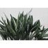 Image Photo Wallpaper Non-Woven Floral Leaves green grey 2