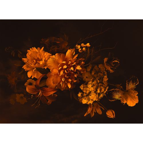 Picture Photo Wallpaper Blossoms Flowers Floral orange black