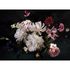 Image Photo Wallpaper Flowers Blossoms Floral white pink black 2