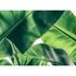 Image Photo Wallpaper Palms Leaves green white Designwalls 2
