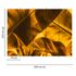 Photo Wallpaper Palms Leaves yellow Designwalls 3