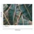 Picture Photo Wallpaper Banana Leaves brown green Designwalls 3