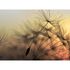 Photo Wallpaper Dandelion grey pink black Designwalls 2