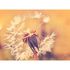 Image Photo Wallpaper Dandelion Blossoms Floral yellow white 2