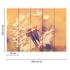 Picture Photo Wallpaper Dandelion Blossoms Floral yellow white 3