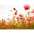 Image Photo Wallpaper Poppies Floral pink red green 2