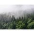 Photo Wallpaper Forest Fog Trees green grey Designwalls 2