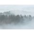 Photo Wallpaper Trees Forest Fog grey green Designwalls 2
