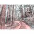 Photo Wallpaper Forest Stairs Path blue green 2