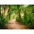 Image Photo Wallpaper Palms Path Tropical green brown 2