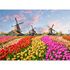 Photo Wallpaper Zaanse Schans Holland Tulips yellow pink 2