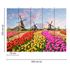 Photo Wallpaper Zaanse Schans Holland Tulips yellow pink 3