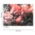 Photo Wallpaper Smoke Aquarell red grey Designwalls 3
