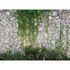 Photo Wallpaper Stone Wall Plants grey green Designwalls 2