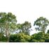 Photo Wallpaper Tree Crown Forest green white 1