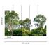 Picture Photo Wallpaper Tree Crown Forest green white 3